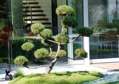 efh_bad_hall_gestaltung-mit-bonsai-in-bad-hall